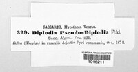 Diplodia pseudodiplodia image